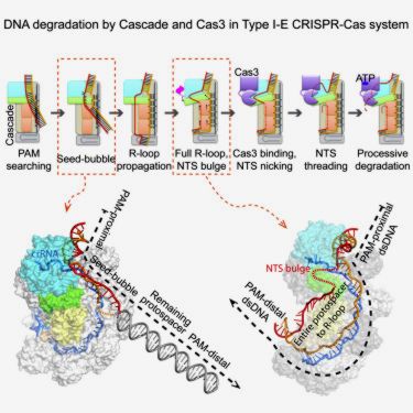 CRISPR-Cas in bacterium