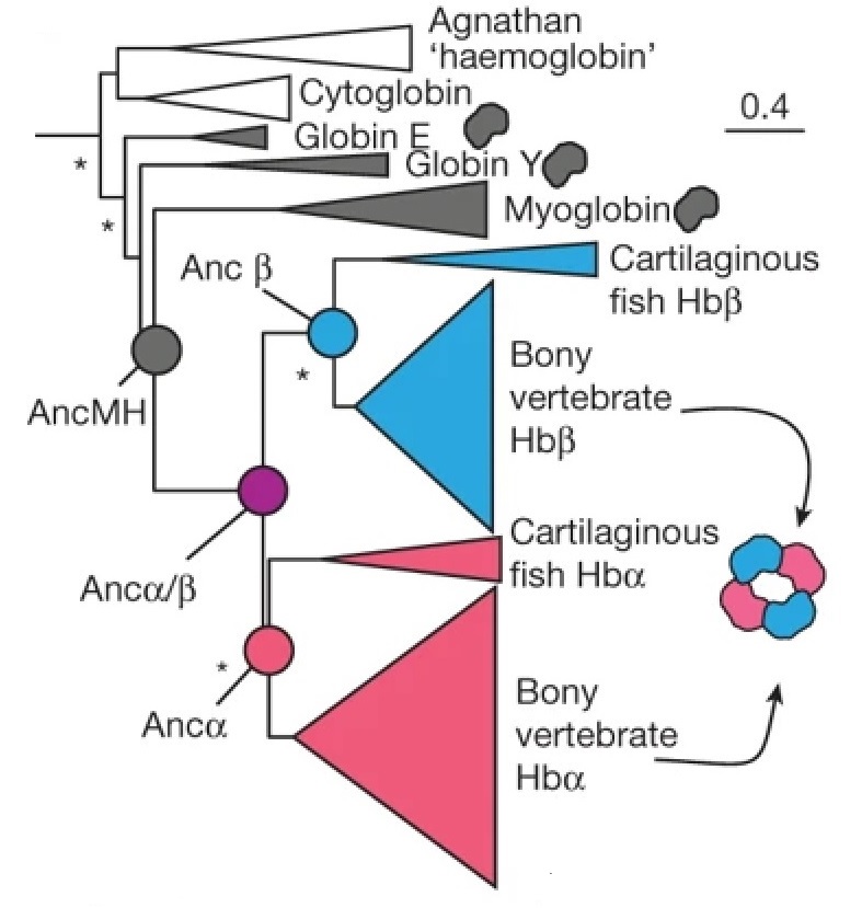 Reconstructed haemoglobin evolution