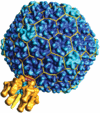 Viruses