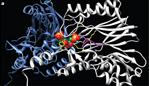 Active centre of FBP aldolase/phosphatase