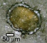 Carbonate grain in ALH84001