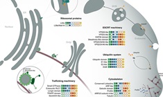 Archeae contain many eukaryotic signature proteins (ESPs).