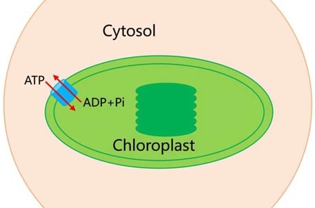 Origin of complexity in haemoglobin evolution