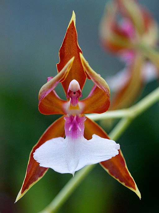 Ballerina orchid, photo by Areafin tawfiq