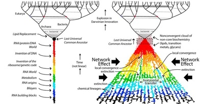 Rethinking LUCA: Network Convergence and the Root of the Tree, by Loren Dean Williams et al 2026