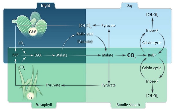 C4 (grass) and CAM (cactus) photosynthesis