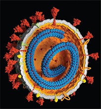 Coronavirus RNA genome
