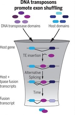 DNA transposons promote exon shuffling