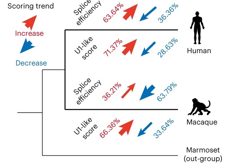 Comparing gene expression rates in humans, macaques and marmosets