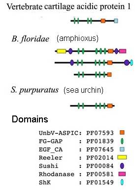 domain sequences