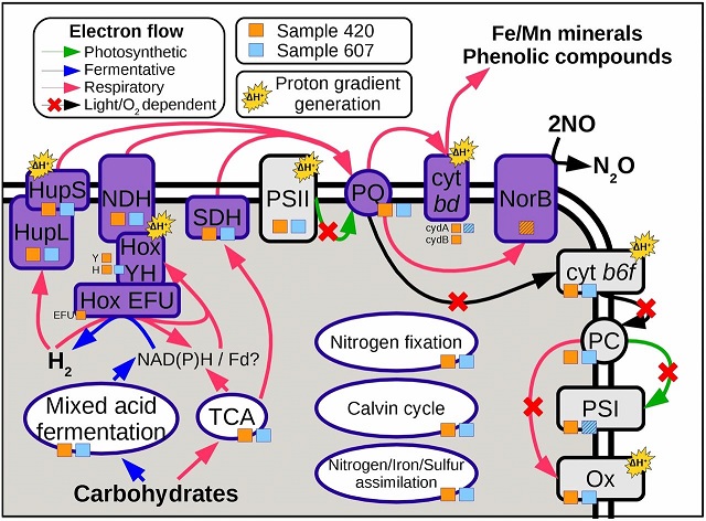 Schematic representation of the photosynthetic, respiratory, and fermentative pathways detected in the cyanobacterial pangenomes of two deep subsurface metagenomes.