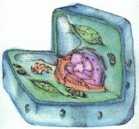 Eukaryotic cell