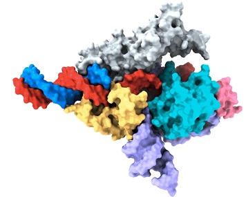 Cryo-EM map of a Fanzor protein