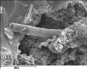 Fossilized diatom in the Polonnaruwa meteorite