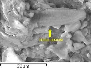 Fossilized diatom in the Polonnaruwa meteorite