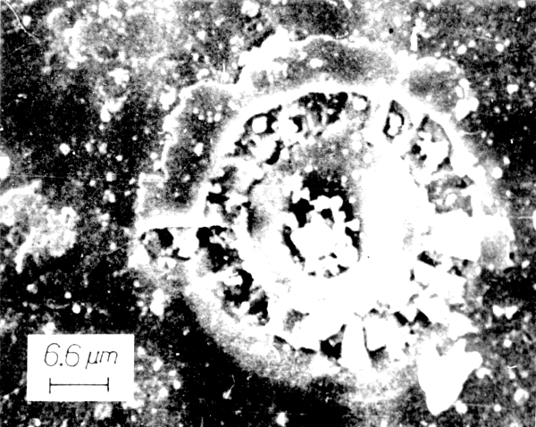 Lunar microfossil resembling a spiral filamentous microorganism