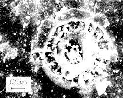 Microfossil from the moon