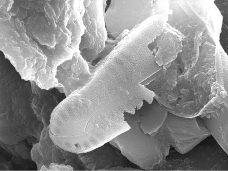 Distinct fossil diatom frustule fused into the rock structure