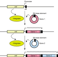Gene capture and expression by integrons