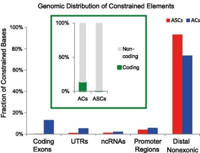 Genomic Distribution of Constrained Elements