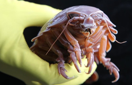 Deep-sea megafauna co-opts microbial energy metabolism genes