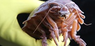 Deep-sea megafauna co-opts microbial energy metabolism genes