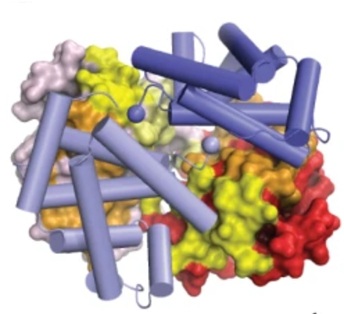 Origin of complexity in haemoglobin evolution