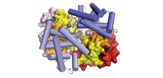 Origin of complexity in haemoglobin evolution