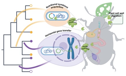 Multiple symbiont acquisitions and horizontal gene transfers contributed new plant cell wall-degrading enzymes.