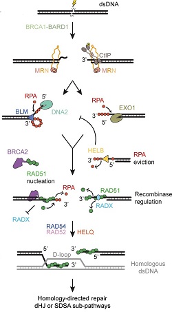 eukaryotic double-strand DNA break repair by homologous recombination