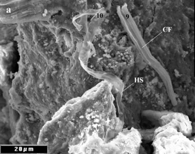 1500X FESEM SED images of a collapsed filament and a hollow, flattened, twisted and folded sheath 4.6 μm in diameter, similar to <i>Phormidium stagninum</i>