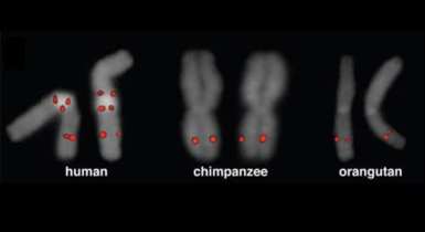 human, chimp and orangutan chromosomes