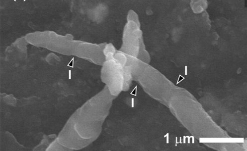 A secondary electron microscope image of Ryugu of sample A0180 showing the detailed morphology of filaments with indents denoting individual cells.