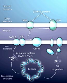 Endosymbiont's genes encode transport mechanism