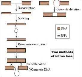 2 methods of intron loss