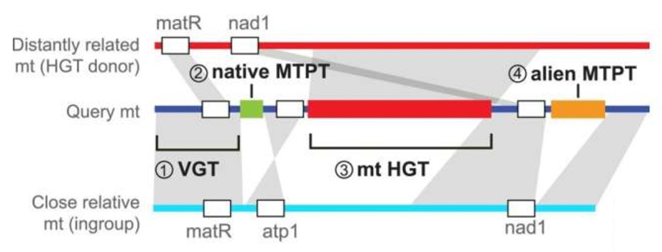 The comple structure and genetic bacgrounds of plant motichondrial sequenceds...