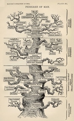 Ernst Haeckel's anthropocentric phylogenetic tree