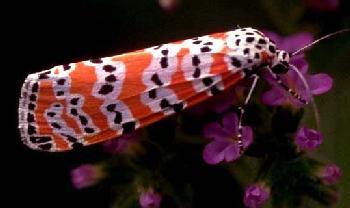 speckled moth