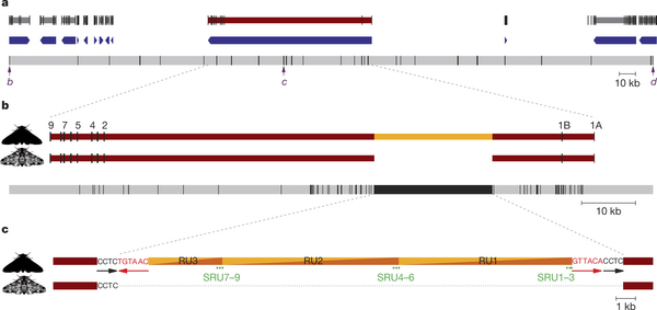 the insertion of a transposable element into the first intron of the gene <I>cortex</I>