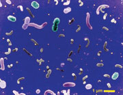 ocean bacteria
