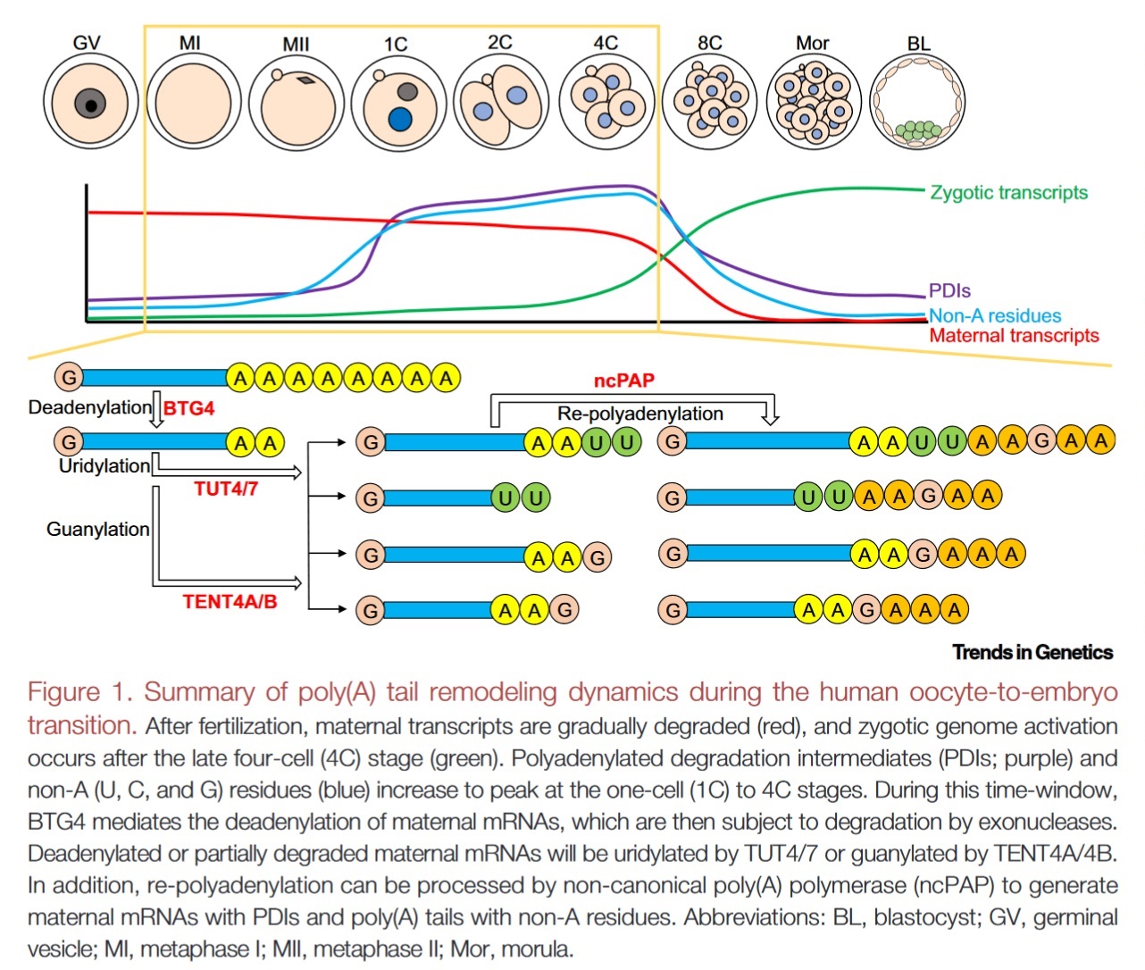 the oocyte-to-embryo transition (OET)