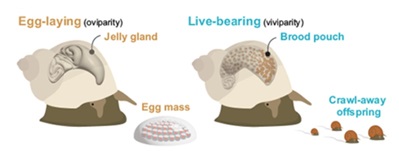 a recent transition to live-bearing in marine snails