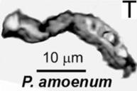 Organic clast-enclosed specimen of P. amoenum