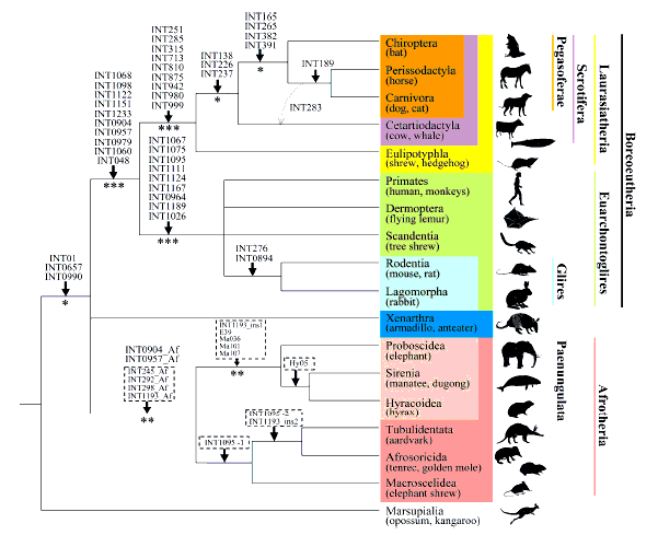 reconstructed mammalian phylogeny