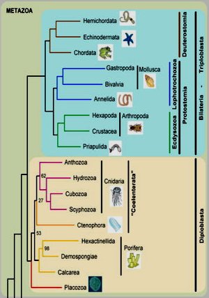 Phylogenetic Tree of Metazoa