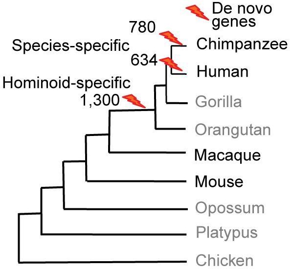 human and/or chimpanzee-specific de novo genes