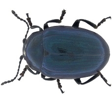 HGT for leaf beetles