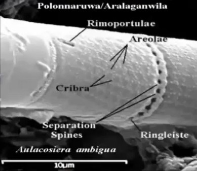 diatom sen in the Polonnaruwa meteorite