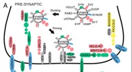 Origins of synaptic genes