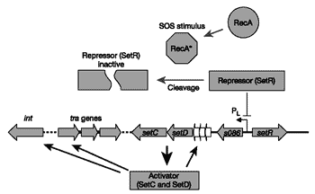SOS response pathway